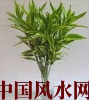 潮州十二生肖养什么植物最旺财运？你知道吗！