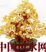 潮州买了招财植物却不能发财，是方位摆错了！